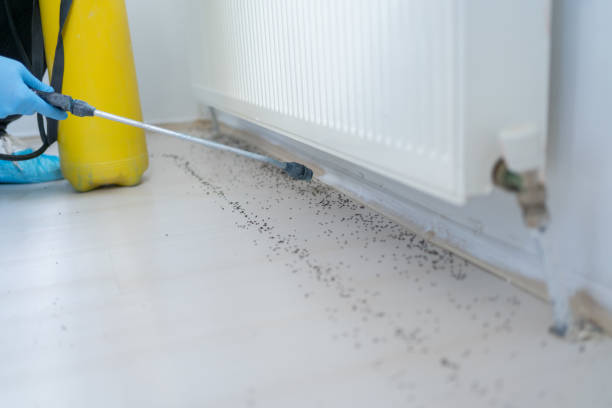 Best Affordable Pest Control Services  in Ione, CA